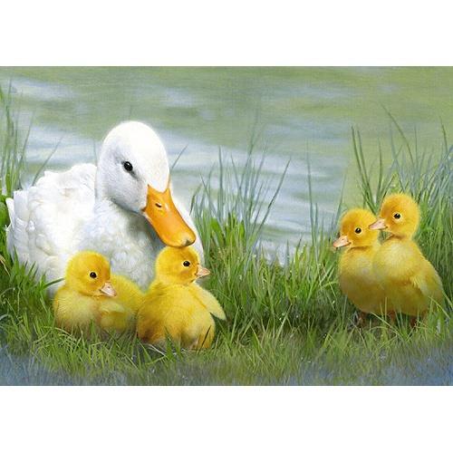 lente (20)