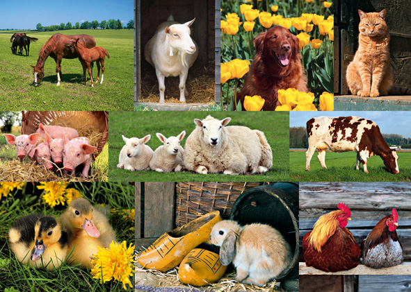 Puzzel Boerderijdieren (1000)