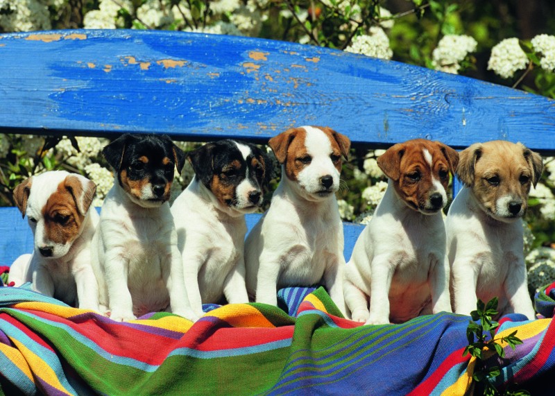 6 nieuwsgierige puppies op de bank (1000)