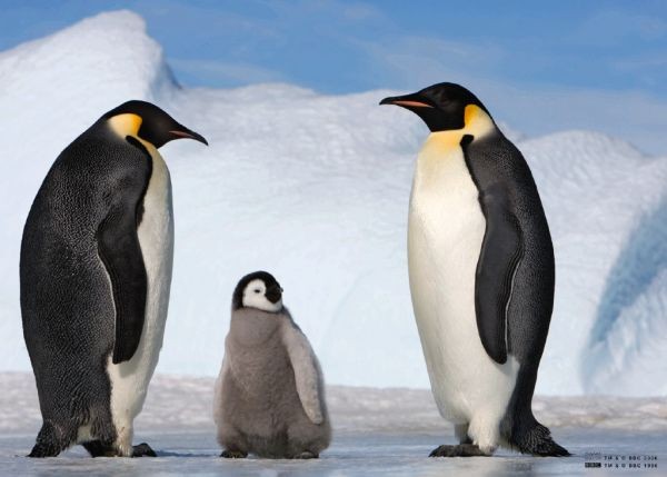 puzzel animal families pinguins (150)