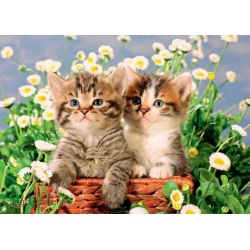 Jumbo Puzzel Sweet Kittens (1000)
