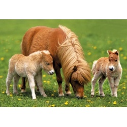 Puzzel Schattige Pony's (2 x 20)