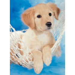 Puzzel schattige hond (100)