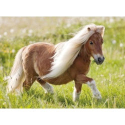 Puzzel Kleine Pony (100 XXL)