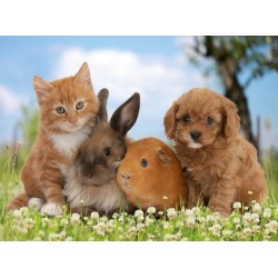 Puzzel Mijn Dierenvrienden (200)