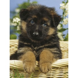 Pup (200)