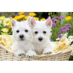 Puzzel Schattige West Highland Terrier (300)