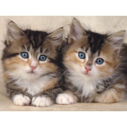 Puzzel twee katjes (300)