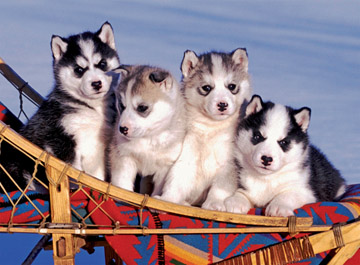Husky puppies (500)