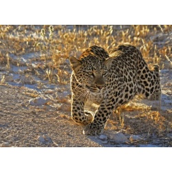 Puzzel Un Leopard, Le Mati (1000)