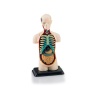 02100 Revell Menselijk Lichaam anatomie model