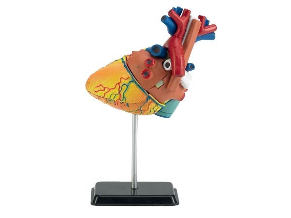 Lees Meer... : 02101 Revell Het menselijk hart (anatomie model)