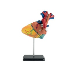 02101 Revell Het menselijk hart (anatomie model)