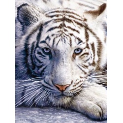 Puzzel White Tiger face (1000 stukjes)