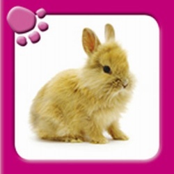 Linnenboekje allereerste stapjes/ Schattige dieren
