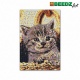 SES Beedz Art: Strijkkralen Poes