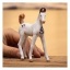 Schleich 14896 Marwari Foal