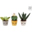 Pluche Plant 19-27 Cm