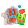 Bekijken Clementoni Wetenschap Anatomie Squishy