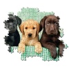 Clementoni Puzzel 1000 Stuks Labrador Pubs 3 Kleuren Compact