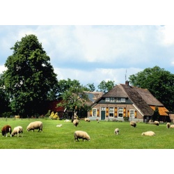 Hollands glorie - boerderij in drenthe (1000)