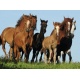 Ravensburger Puzzel Kudde Paarden (500)
